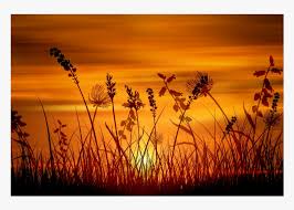 Sunset background png cliparts, all these png images has no background, free & unlimited downloads. Sunrise Overlay Background Grass Sunset Hd Png Download Transparent Png Image Pngitem