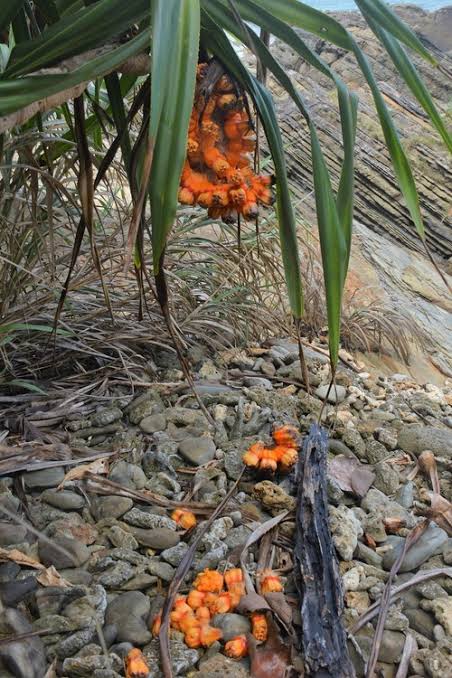 アダンってパイナップルの仲間だと思っていたら大間違いだった 沖縄民宿 美ら海くん
