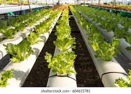 Green Leaf Iceberg Lettuce Hydroponic Farm Stock Photo 604615781 Shutterstock