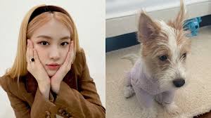 BLACKPINK ROSE Adopts an Abandoned Puppy 'Hank'