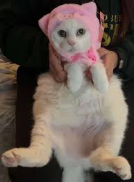 Which one is the Cavachon? Chloe is her name!