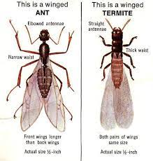Chesterfield pest services is your full service pest control company dedicated to ridding your home of termites. Hickman S Termite Pest Control Home Facebook
