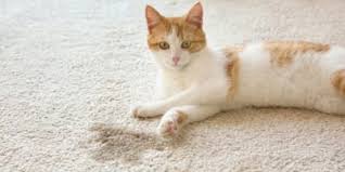 Katzenurin riecht sehr unangenehm und. Katze Pinkelt In Die Wohnung Grunde Und Massnahmen