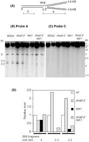 Until the app developer has fixed the problem, try using an older version of the app. Dna2 Helicase Nuclease Causes Replicative Fork Stalling And Double Strand Breaks In The Ribosomal Dna Of Saccharomyces Cerevisiae Sciencedirect