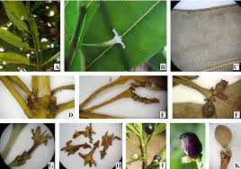 Image result for Craterispermum schweinfurthii