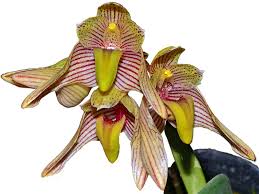 Image result for Bulbophyllum elliotii