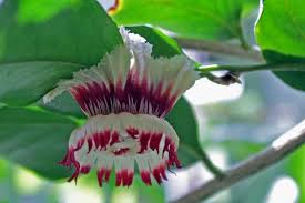 Image result for Napoleonaea