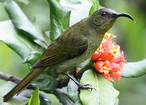 Image result for Sarcophrynium prionogonium