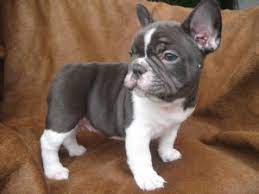 Chocolate French Bulldog French Bulldog French Bulldog Puppies Bulldog