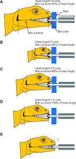 【 brain berries 】not all animals are cute and cuddly. Reliable Quantification Of Bite Force Performance Requires Use Of Appropriate Biting Substrate And Standardization Of Bite Out Lever Journal Of Experimental Biology