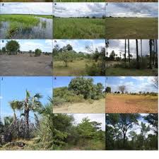 Image result for Ozoroa okavangensis