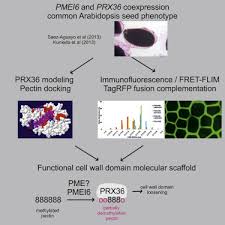 We did not find results for: Pectin Demethylesterification Generates Platforms That Anchor Peroxidases To Remodel Plant Cell Wall Domains Sciencedirect