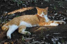 Black And White Tabby Cat Best Pet Odor Eliminator White Tabby Cat Orange Tabby Cats Tabby Cat