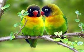 Find funny gifs, cute gifs, reaction gifs and more. Free Download Love Birds Wallpaper Full Hd Love Birds Wallpapers 1920x1200 For Your Desktop Mobile Tablet Explore 73 Lovebirds Wallpaper Free Wallpapers And Screensavers Birds Free Love Screensavers And