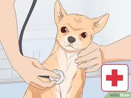 Bir Kopegin Hamile Oldugu Nasil Anlasilir Wikihow