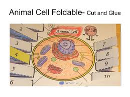 Animal and plant cell foldable. Bellwork 11 2 15 1 What Is A Cell A Cell Is The Basic Unit Building Block Of An Organism 2 What Is The Largest Known Cell The Largest Know Cell Ppt Download