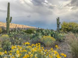 12001 n cave creek rd, phoenix, az 85020, usa. Saguaro National Park Unterwegs Im Tucson Und Rincon Mountain District