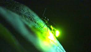 Green in the great gatsby by pele solell on prezi, youve always had that green light that burns all night at, what is northern light and what does the green light symbolize, the great gatsby symbolism analyze the symbols hidden in what might the green light at end of daisy s dock symbolize. Firefly Meaning And Symbolism