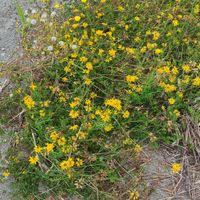 Image result for Lotus namulensis