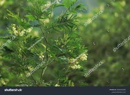Image result for Acacia mearnsii