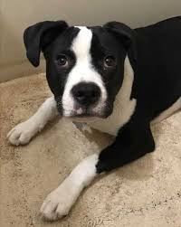 Black And Brown Pitbull Mix Border Collie Pitbull Mix Hybrid Pitbulls Pitbull Terrier Collie Mix
