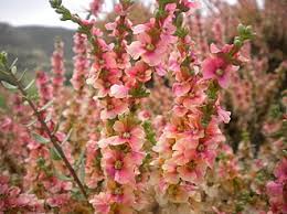 Image result for Salsola