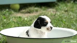 The question totally depends on your dog and how much the dog is active. 3 Ways To Bathe Your Puppy Wikihow Pet