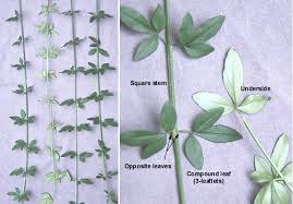 Image result for Jasminum pauciflorum