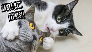 kedi otu ile kediler kendinden gecti catnip kedi nanesi ise yariyor mu youtube