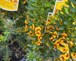 Image result for Catunaregam obovata