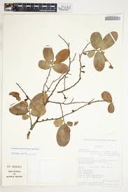 Image result for Hexalobus monopetalus