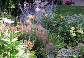 Perovskia Russian Sage Annual Cosmos From Seed Blue Salvia May Night Yellow Asiatic Lily Aconitum Monkshood A Day Lilies Indoor Plants Asiatic Lilies