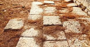 The soil found under the red pine trees yielded lower germination rates than almost all other soil types. Do Pine Trees Cause Acidic Soil Progardentips