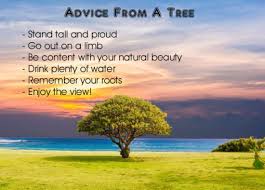 If there is a quote that you feel needs crediting then please comment at the end of the post. Linda B On Twitter Advice Words Wisdom Tree Quote Tall Nature Positivity