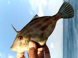 ウマヅラハギ 毒