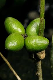 Image result for Vepris zambesiaca