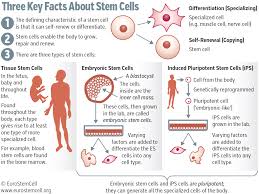 Stem Cells Essay Stem Cell Research Argumentative Essay
