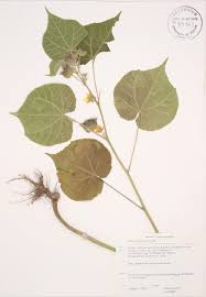 Image result for Abutilon austro-africanum