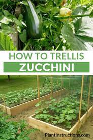 Once the vines have grown and can reach the trellis, help them along by attaching the vines to the. How To Trellis Zucchini Plant Instructions