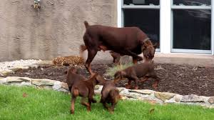 Puppies for sale from dog breeders near albany, new york. Cotton Doberman Pinscher Puppy For Sale Keystone Puppies