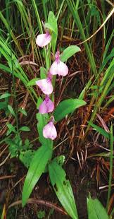 Image result for Brachycorythis ovata