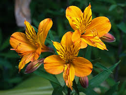 License type what are these? Alstroemeria Wikipedia