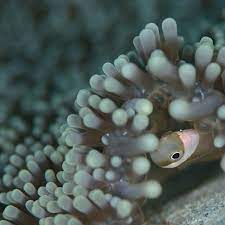 今朝は寒かったですね ベタですがお布団から出たくないイメージで underwatermacrophotography underwatermacro underwaterworld uwphotographer 水中写真 水中マクロ クマノミ イシキ peixe palhaco peixes