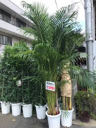 ট ইট র ワールドフラワー梶ヶ谷店 本日入荷の観葉おすすめ品は10号鉢のアレカヤシです 南国を思わせる葉が風に揺れて涼し気ですよ ˊᵕˋ その他壁掛けのポトスも入荷しました 下に垂れる程伸びた葉がエレガントな印象です ライム色が特に人気ですよ