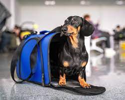 This airline approved dog carrier in cabin too have a pet connect that allows you to comfort your pet on the go! 13 Best Airline Approved Pet Carriers For Dogs Or Cats Conde Nast Traveler