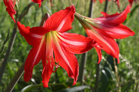 Image result for Hippeastrum