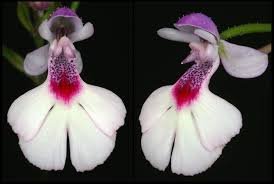 Image result for Cynorkis symoensii