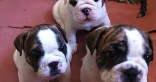 Massachusetts michigan missouri nevada new jersey new mexico new york north carolina north dakota ohio. English French Bulldog Mix Puppies For Sale Puppies And Kitties English Bulldog Puppies French Bulldog Mix