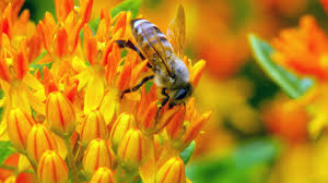 Maybe you would like to learn more about one of these? The Search Is On For Every Bee Species In Oregon Opb