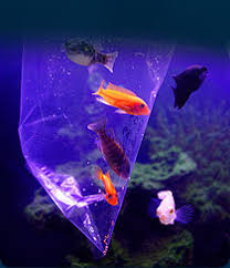 Another 10 minutes later, net the fish and put the fish into your aquarium. Welcome To Javed Fisheries New Fish Acclimation Process Guideline To Successfully Introduce New Fish In Aquarium Fish Tank